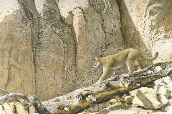 MOUNTAIN LION
