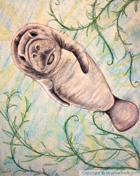 Manatee!!