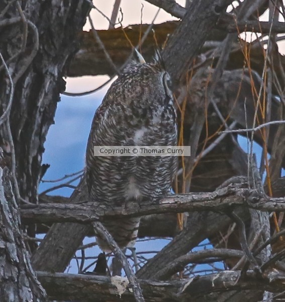 Papa, Great Horned Owl