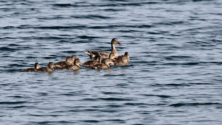 Quackers