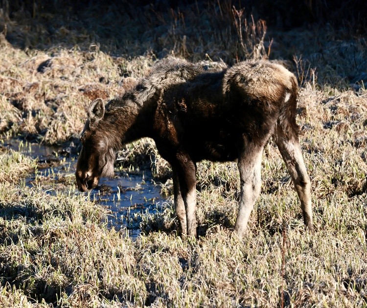 cow Moose 
