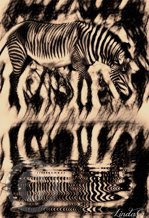 zebra at the Waterhole
