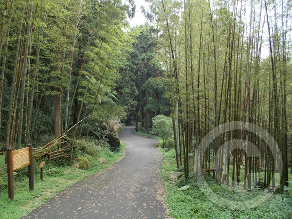 Woods