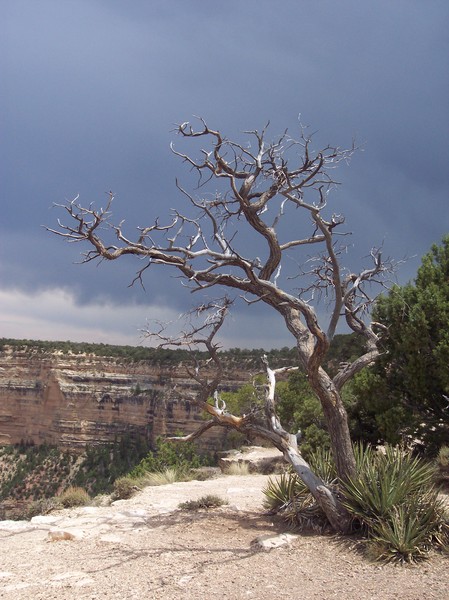 STORM CANYON
