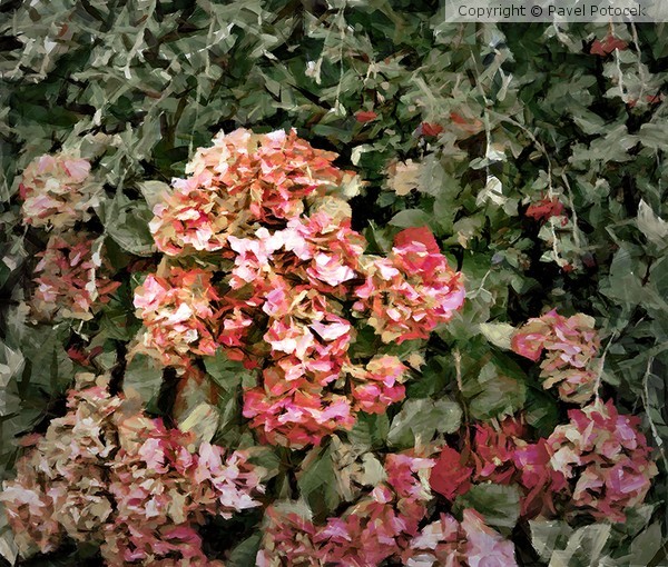Hydrangea