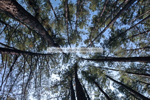 Looking up 