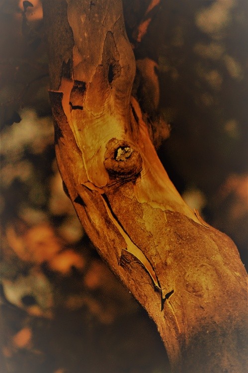 DSC 0796 b
