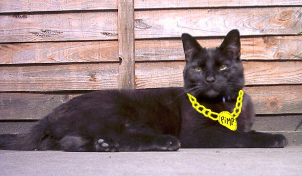 gangster cat