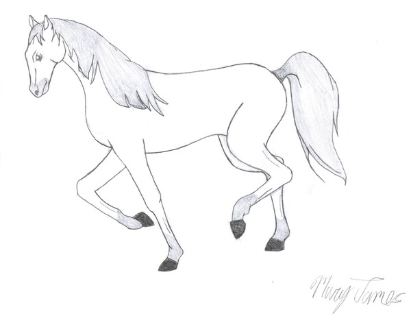 white horse