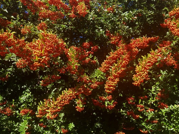Bright pyracantha