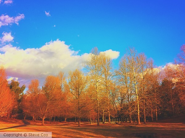Tress and Clouds