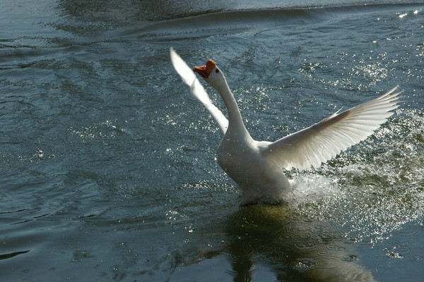 POND