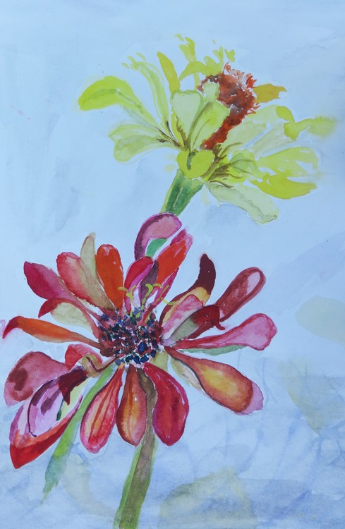 Two zinnias