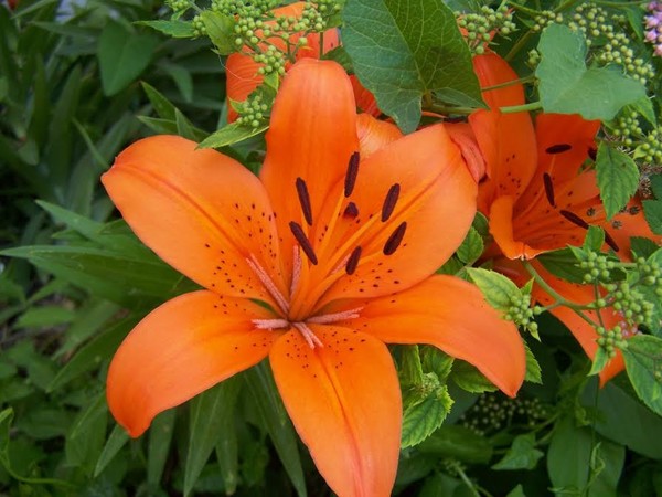 orange flower