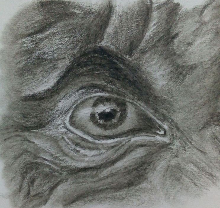 The eye 