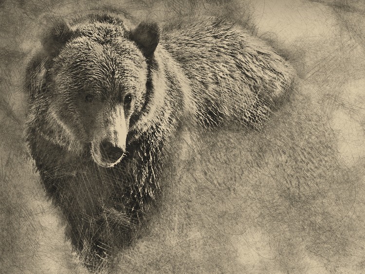 Grizzly Bear Pencil Illustration