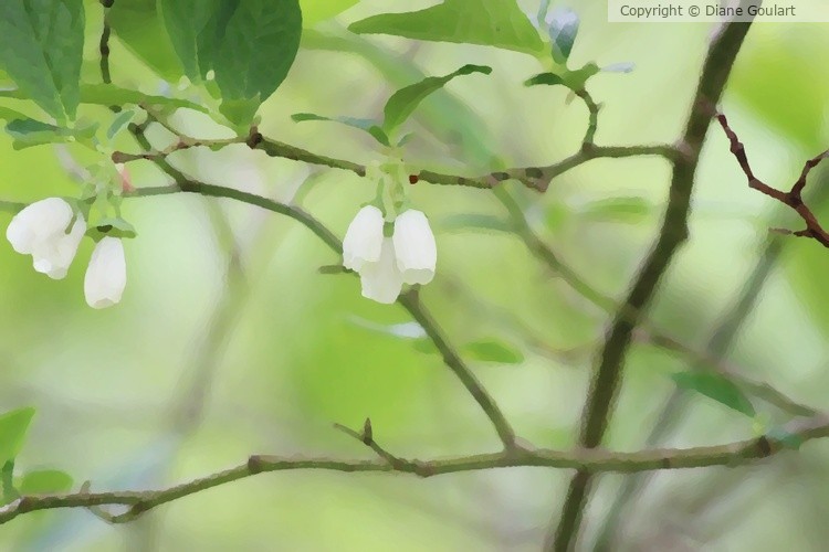Tiny White Flowers