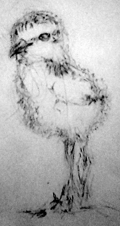Baby Snowy Plover Sketch