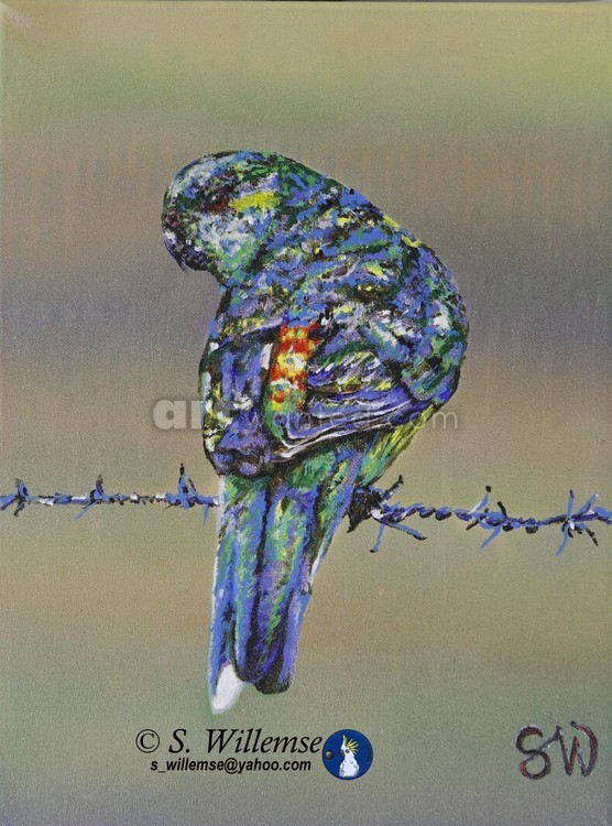 Red- rumped Parakeet