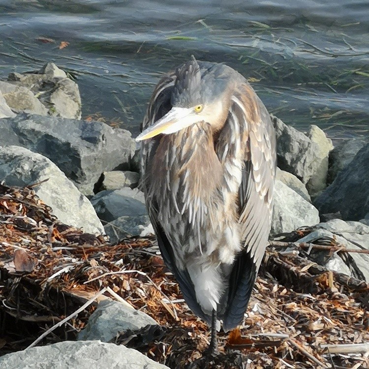 An American Heron