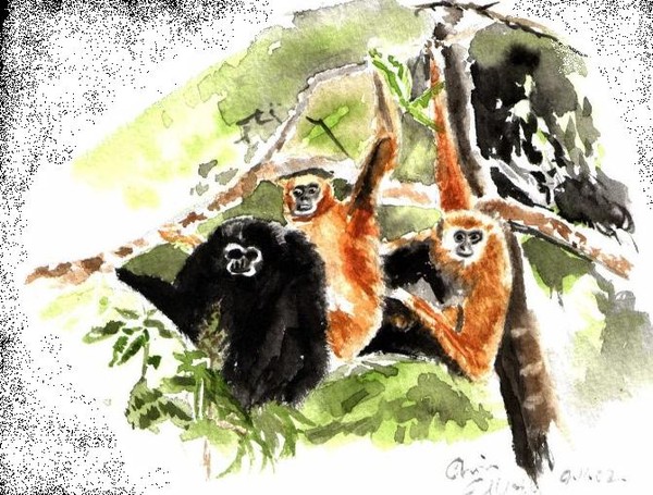 Monkeys