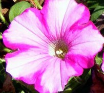 Pink Ladies 4