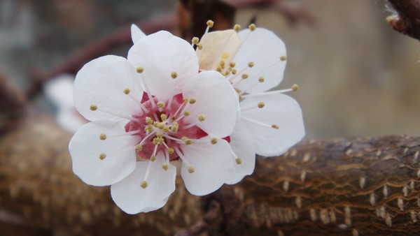 Frugt tree flowers 2