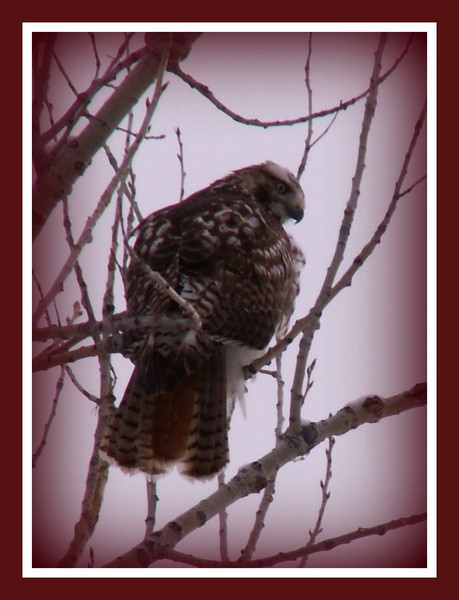 Red-tail