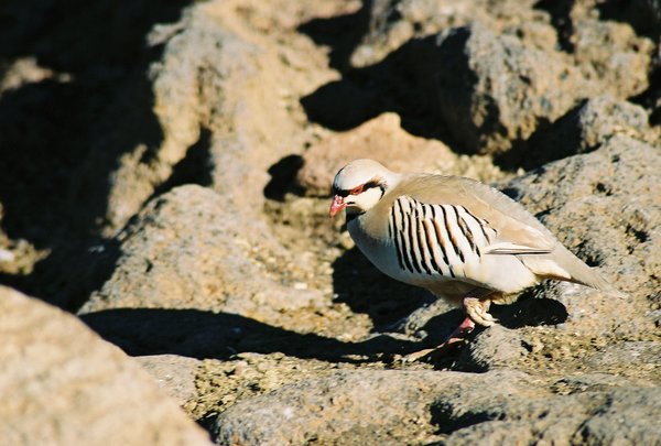 bird #2