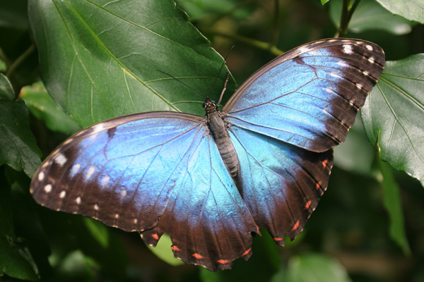 Blue Butterfly