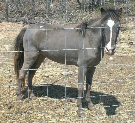 Pony Prison