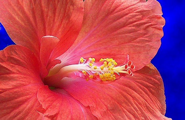 Caribe