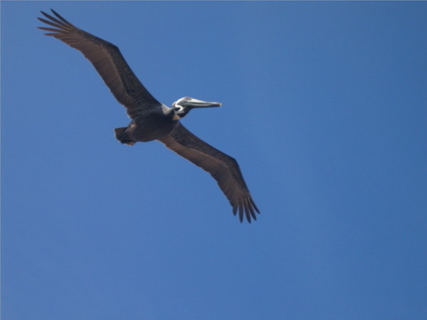 Flying over Daytona Beach