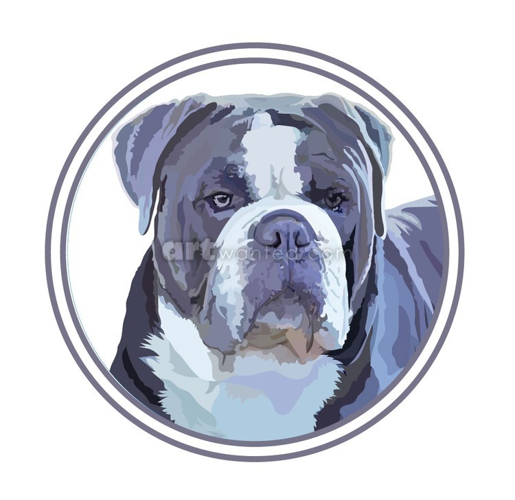 Blue-bulldog