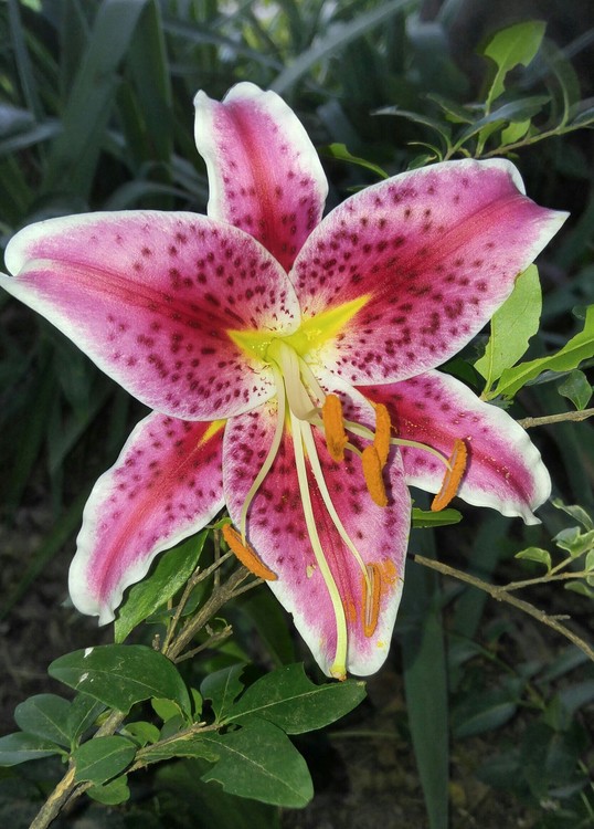 Stargazer Close Up