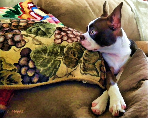 Daydreamer