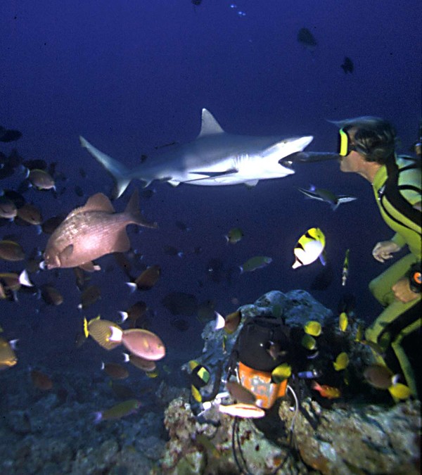 Shark Circus
