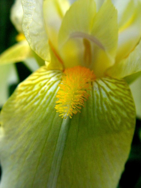 White Iris Close Up 8393