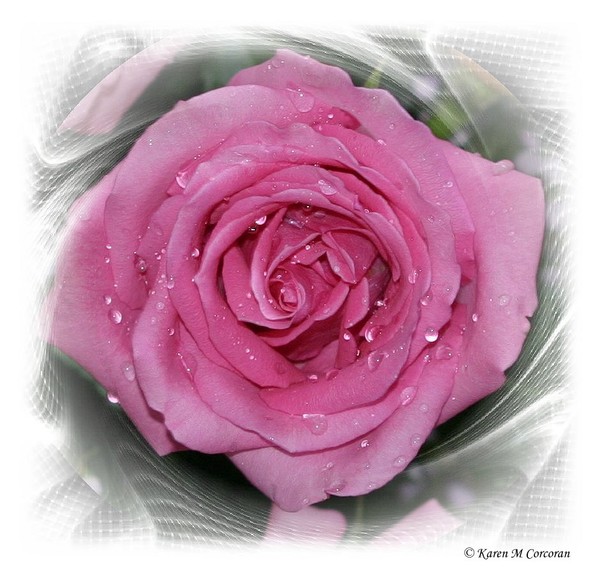 Pink Rose