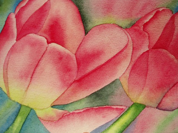 Tulips
