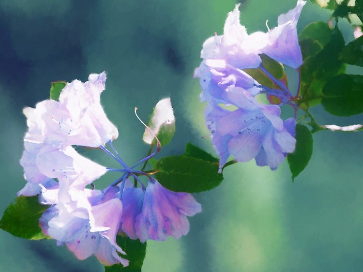 Blossoms
