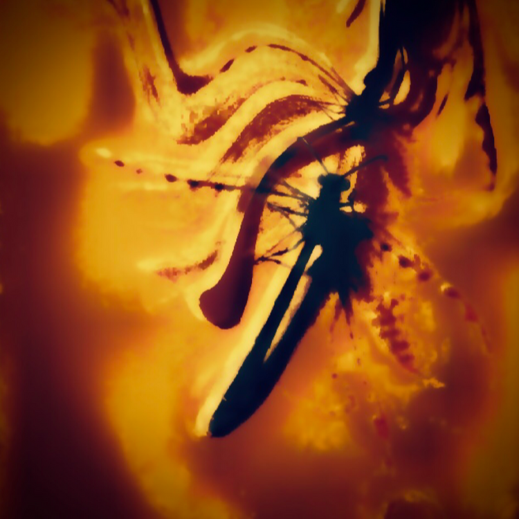 Dragonfly 1