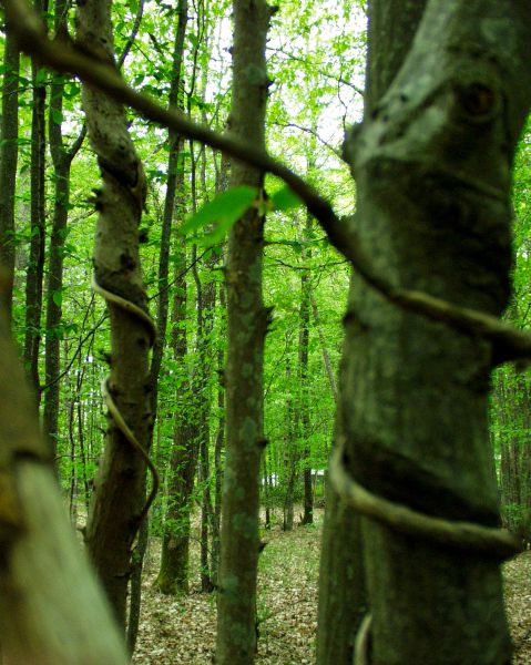 My forest