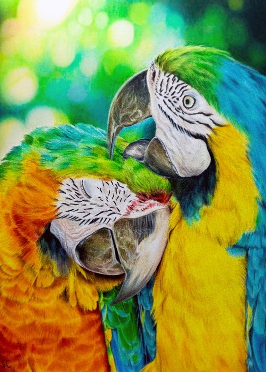 Macaws