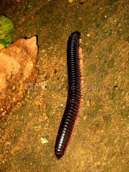 centipede