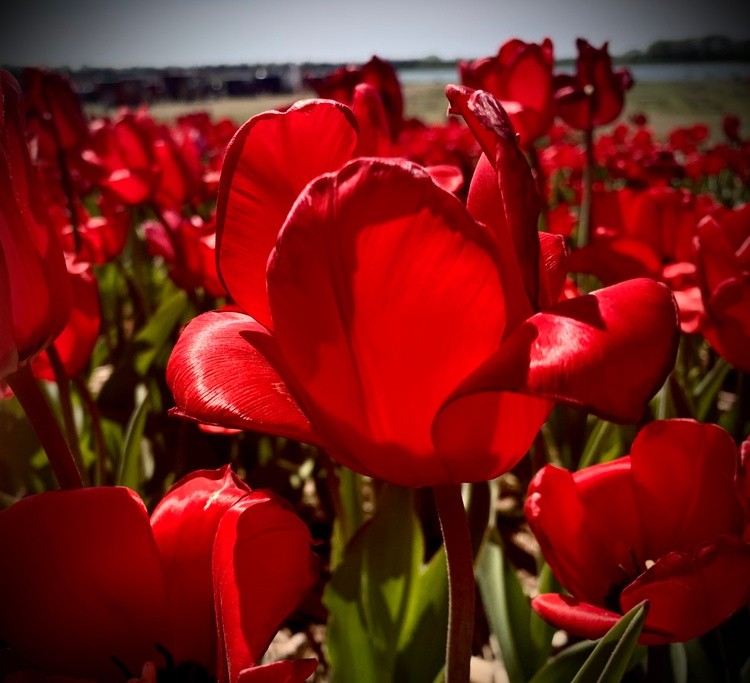 Red Tulips