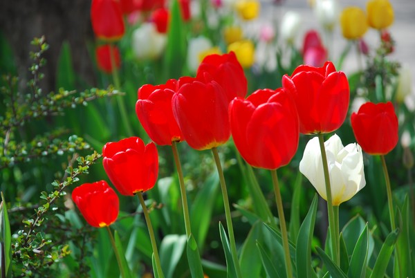 Red and White Tulips
