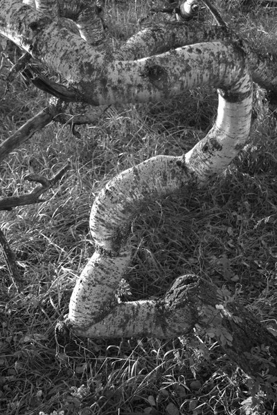 Crooked Trees