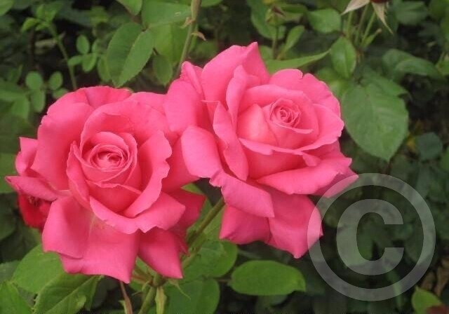 Pink roses 