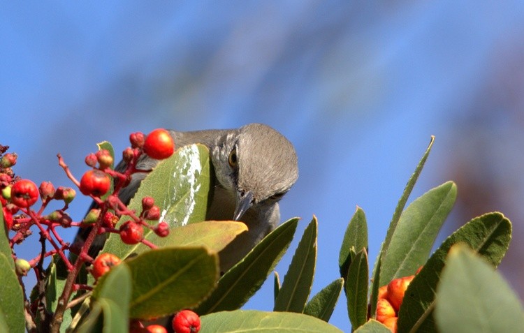 Northern Mockingbird in Berries